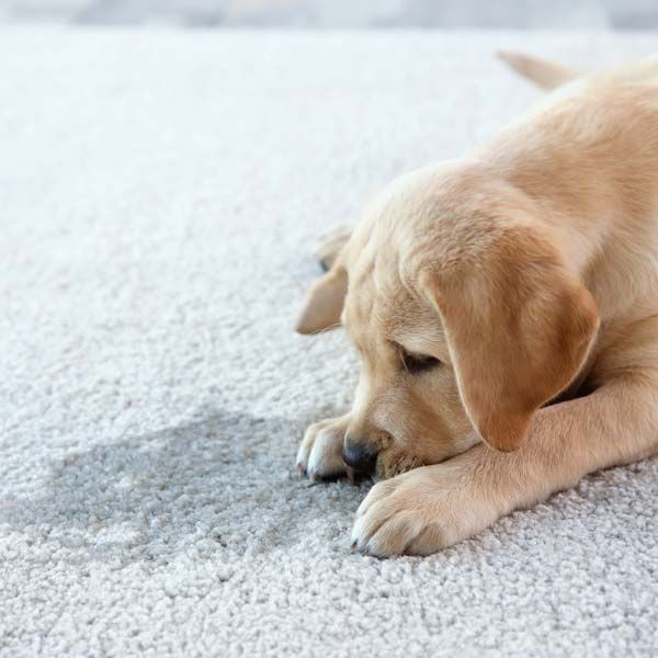 Homepage 14 Urine and Odor Removal Service