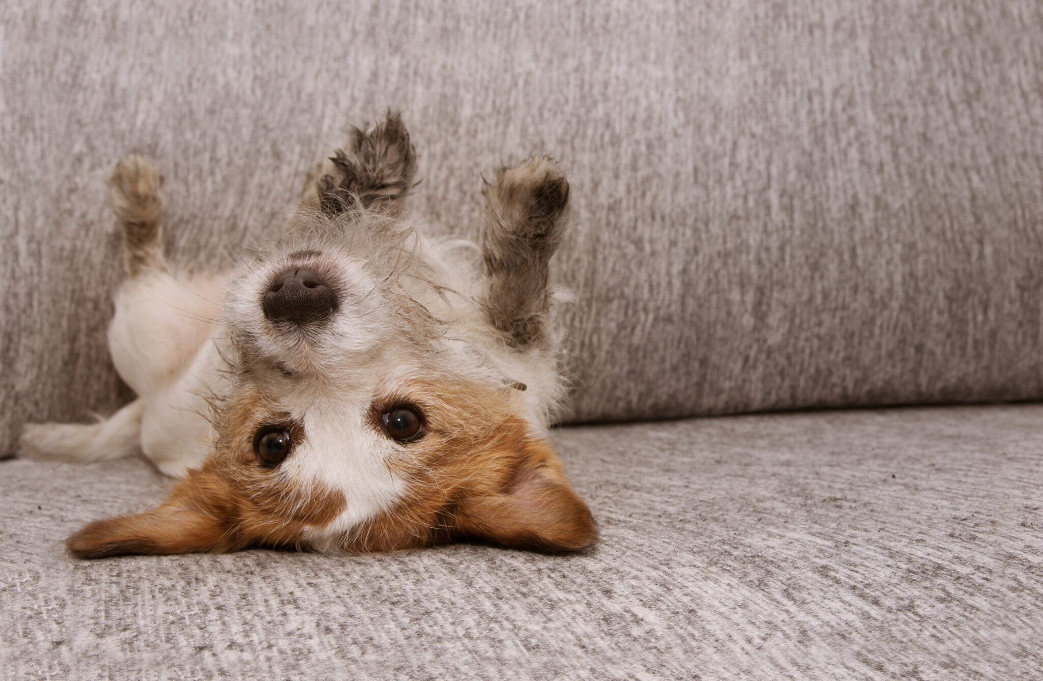 Fabric Cleaning Codes and What They Mean