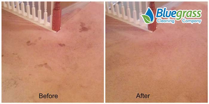 Ads - Carpet Cleaning 26 Carpet Cleaning Results