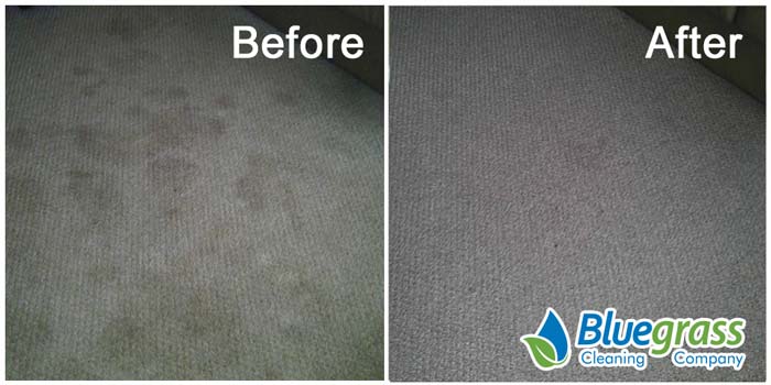 Ads - Carpet Cleaning 27 Carpet Cleaning Results