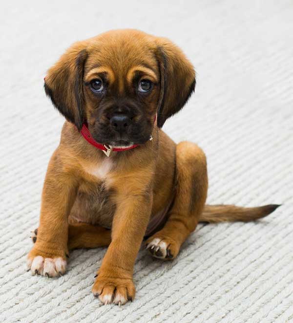 Pet Urine Removal Service Midway KY 25 Pet Urine and odor removal near me