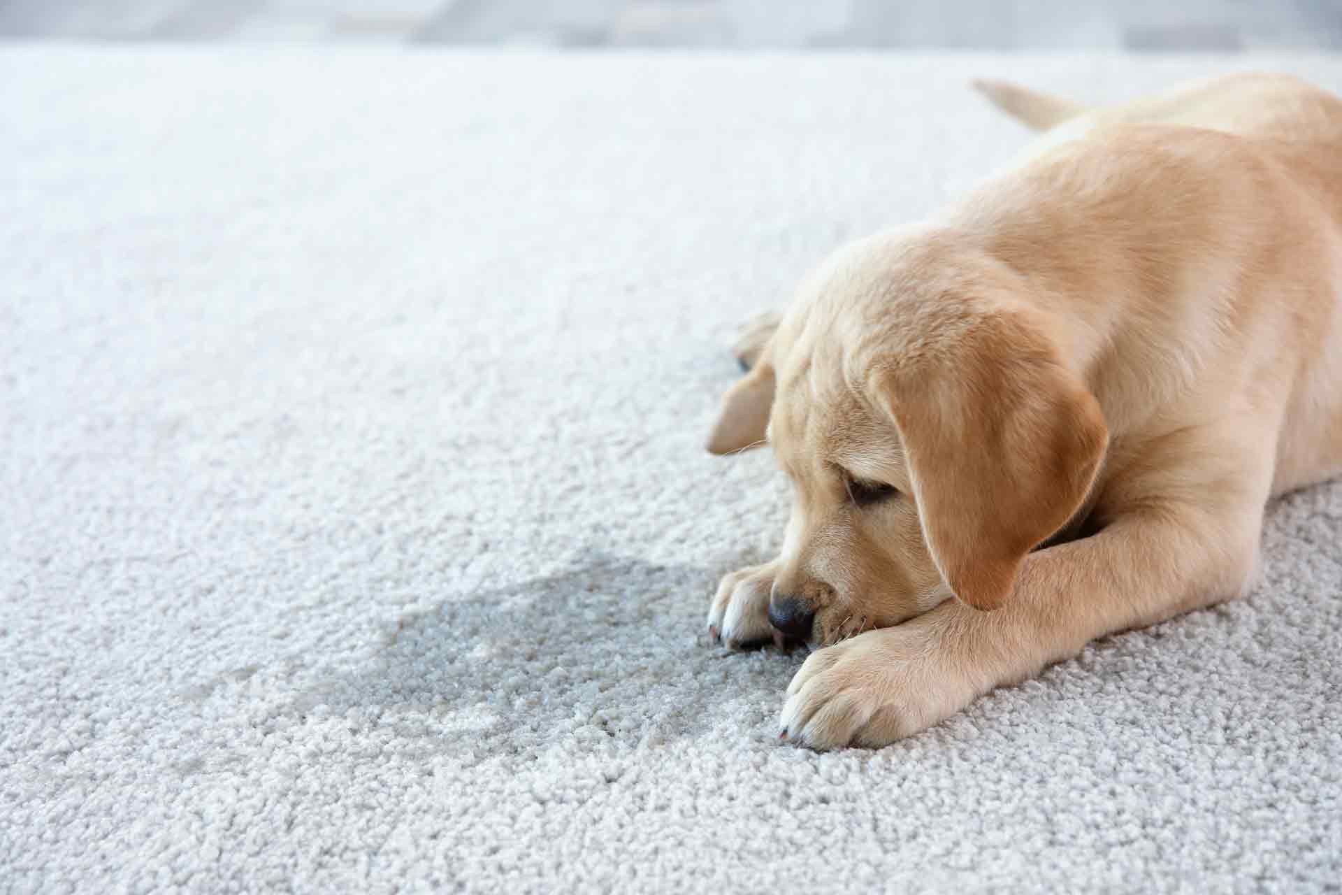 Pet Urine and Odor Removal in Lexington KY